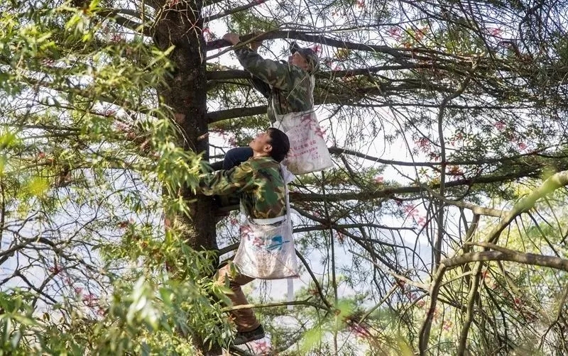 护林员管理系统
